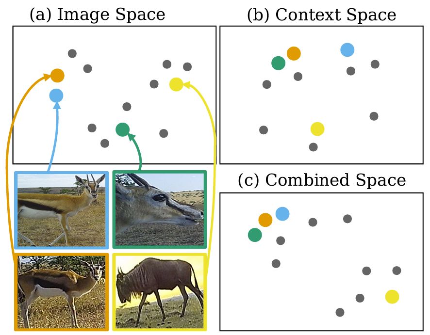 Focus on the Positives: Self-Supervised Learning for Biodiversity Monitoring